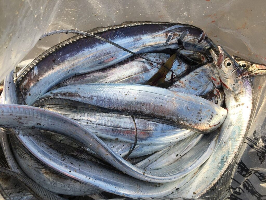 釣れた太刀魚